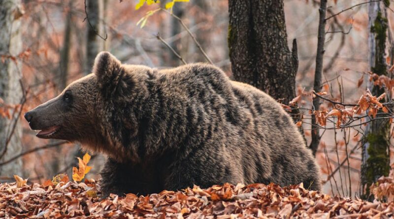 Urs brun in habitatul natural al padurii din Romania